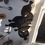 flounder fishing in Ocean Isle Beach NC